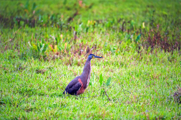 istock Tiger Heron stretched in grassland, Costa Rica 1457432692