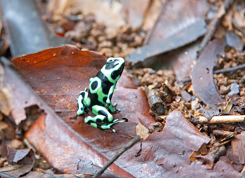 Shimmering vibrant colours and diversity of species such as this Green and Black Poison Dart Frog, marks Costa Rica as one of the principal Central America countries with a territory and tropical rainforest that hosts migration from north America and south America to give it unparalleled numbers and variation of birdlife