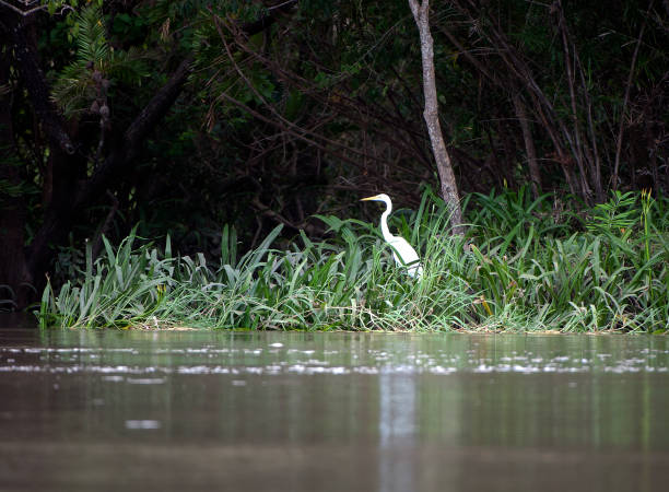 istock Great Egret at waters edge, Costa Rica 1457433803