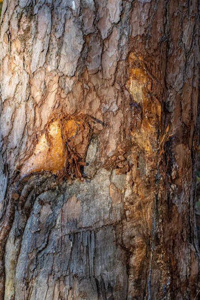 istock Wounded bleeding tree trunk with tattered snatches and tree sap 1457433939