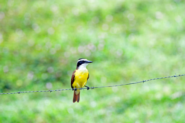istock Great Kiskadee on wire, Costa Rica 1457434539