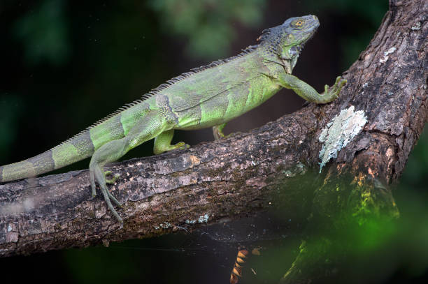 istock Green Iguana in mating colours, Costa Rica 1457434588
