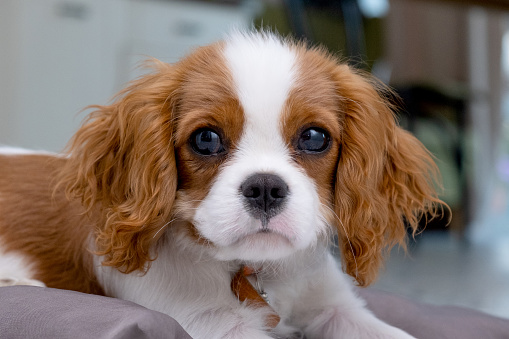Close up portrait of Cute dog puppy looking at the camera. Cavalier. Little red wool dog lies on a grey pillow. Concept veterinary clinic or animal feed