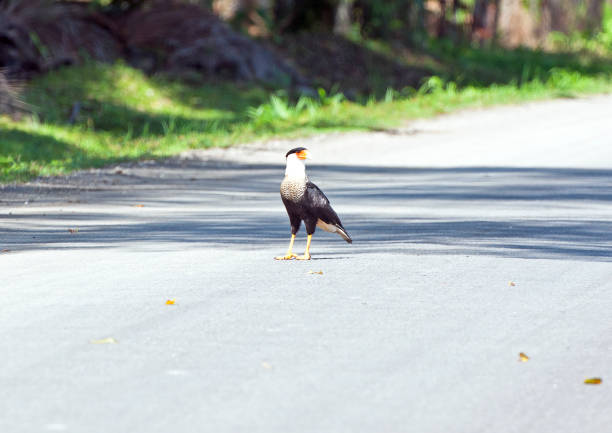 Shimmering vibrant colours and diversity of species such as this Caracara, marks Costa Rica as one of the principal Central America countries with a territory and tropical rainforest that hosts migration from north America and south America to give it unparalleled numbers and variation of birdlife