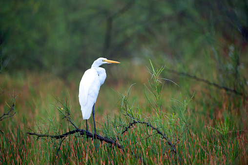 Shimmering vibrant colours and diversity of species such as the Great Egret, marks Costa Rica as one of the principal Central America countries with a territory and tropical rainforest that hosts migration from north America and south America to give it unparalleled numbers and variation of birdlife