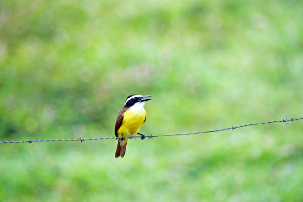 istock Great Kiskadee resting on wire, Costa Rica 1457435249