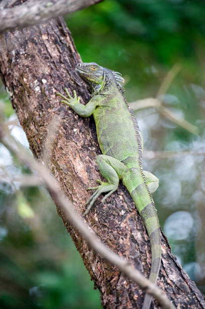 istock Green Iguana climbing branch, Costa Rica 1457435694