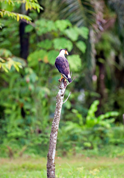 istock Crested Caracara hawk surveys surroundings, Costa Rica 1457435759