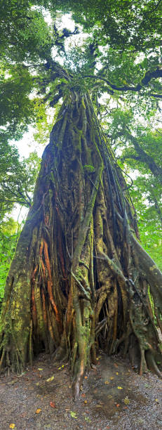 istock Towering Ficus, Costa Rica 1457435883