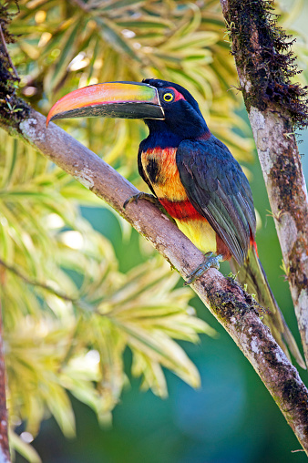 Shimmering vibrant colours and diversity of species such as this Fiery-billed Aracari, marks Costa Rica as one of the principal Central America countries with a territory and tropical rainforest that hosts migration from north America and south America to give it unparalleled numbers and variation of birdlife