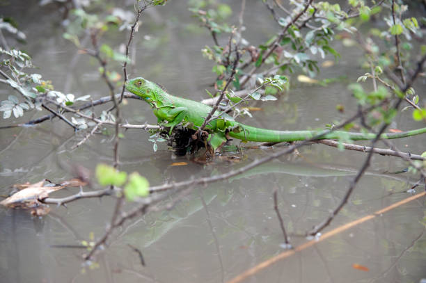 Green Iguana juvenile on water, Costa Rica stock photo