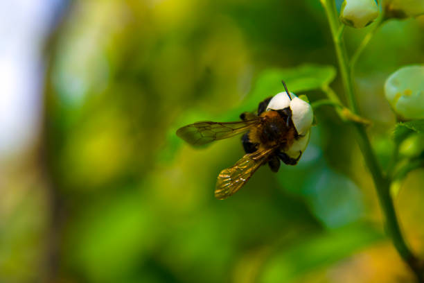 istock Honey bee pollinating spring flower. Macro view violet petal and insect searching nectar. Shallow depth of field, selective focus photo 1457438021