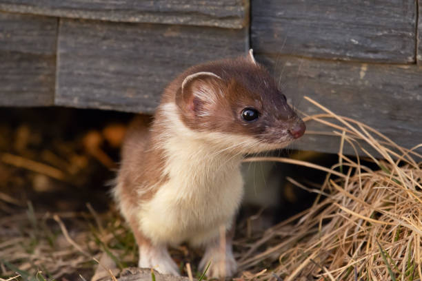 istock Least weasel in summer camouflage in dry grass in the yard. 1457438086
