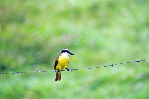 istock Great Kiskadee perched on wire, Costa Rica 1457438556