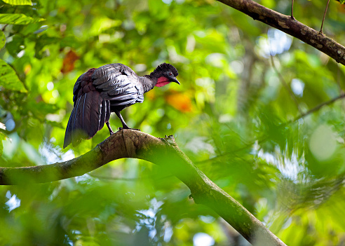 Shimmering vibrant colours and diversity of species such as this Crested Guan, marks Costa Rica as one of the principal Central America countries with a territory and tropical rainforest that hosts migration from north America and south America to give it unparalleled numbers and variation of birdlife