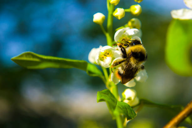The bee collects nectar from the cherry blossoms close-up. High quality photo