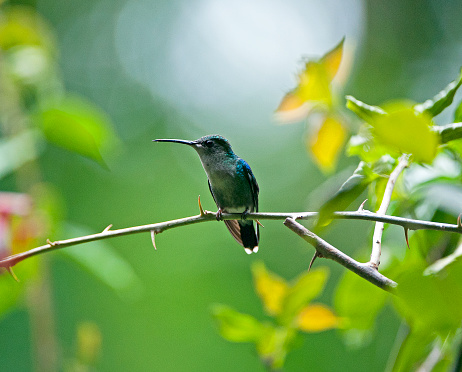 Shimmering vibrant colours and diversity of species such as this hummingbird, marks Costa Rica as one of the principal Central America countries with a territory and tropical rainforest that hosts migration from north America and south America to give it unparalleled numbers and variation of birdlife