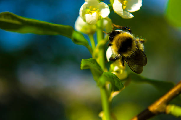 istock The bee collects nectar from the cherry blossoms close-up. 1457441592