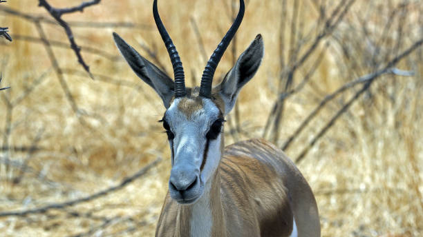 istock Thomson Gazelle stands in grass 1457445379