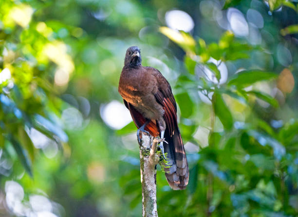 Shimmering vibrant colours and diversity of species such as this Grey-headed Chachalaca, marks Costa Rica as one of the principal Central America countries with a territory and tropical rainforest that hosts migration from north America and south America to give it unparalleled numbers and variation of birdlife