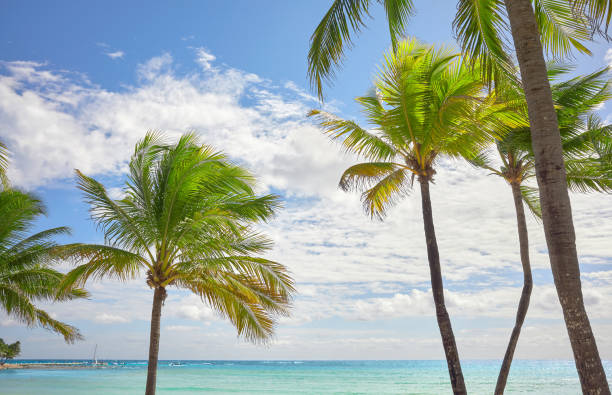 istock Beautiful beach with coconut palm trees on a sunny day. 1457446098