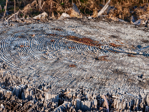 Tree rings on an old stump are highlighted with texture created by the contrast from sunlight.