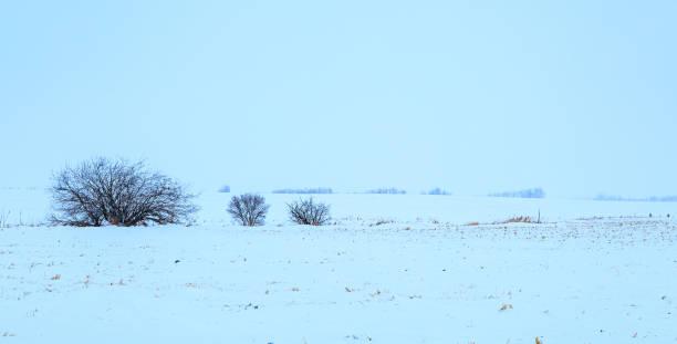 istock Quiet peaceful cold December morning in Alberta 1457446739