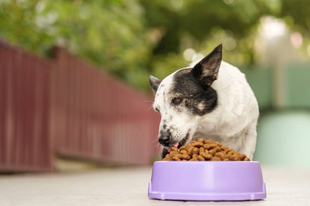 istock The dog eats food from a large bowl. Black and white dog, mongrel. 1457447635