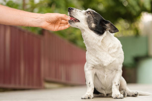 Man's hand giving cute small black and white dog medicine, pills for arthritis. The owner feeds the dog from his hand. stock photo