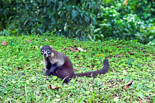 Shimmering vibrant colours and diversity of species such as this Coati, marks Costa Rica as one of the principal Central America countries with a territory and tropical rainforest that hosts migration from north America and south America to give it unparalleled numbers and variation of birdlife