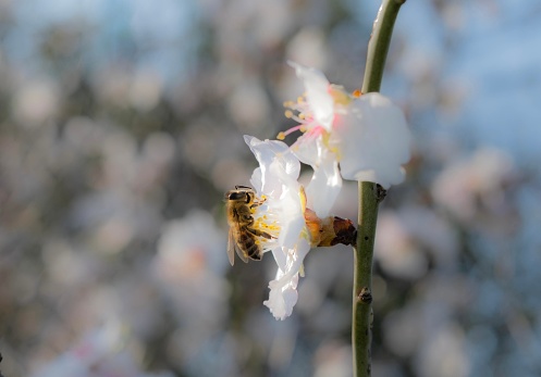 Pink buds and flowers, honey bee collecting nectar on new spring flowers