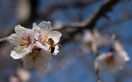 Pink buds and flowers, honey bee collecting nectar on new spring flowers