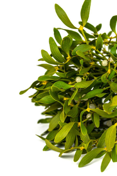 istock the branch of green mistletoe (Viscum) 1457449525