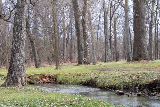 istock Creek flowing through the woods 1457449622