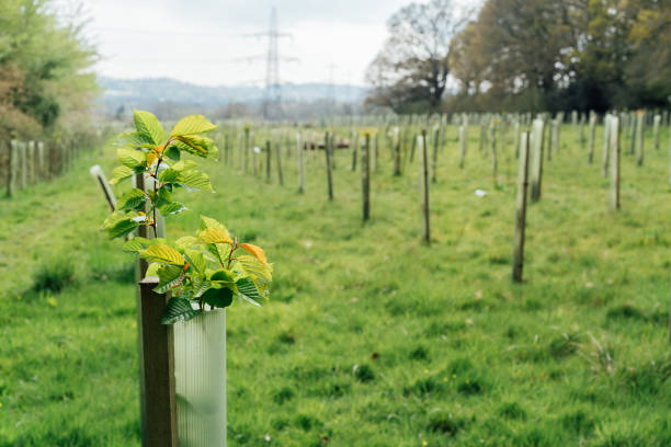 Tree nursery in the forest, plastic tubes protecting seedlings. Plantation of Newly Planted Trees Supported by Wooden Stakes and Plastic Tubes in a Cleared Forest Tree nursery in the forest, plastic tubes protecting seedlings. Plantation of Newly Planted Trees Supported by Wooden Stakes and Plastic Tubes in a Cleared Forest. planting stock pictures, royalty-free photos & images