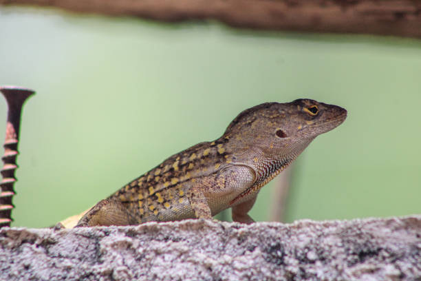 Florida Brown Anole Lizard Upclose on a garden patio