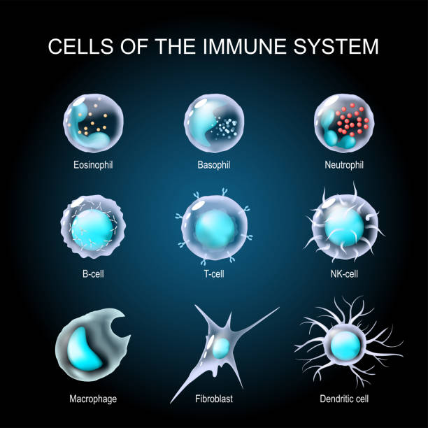 Set of Cells of the immune system. White blood cells. transparent realistic cells on a dark background. Cells of the immune system. leukocytes Eosinophil, Neutrophil, Basophil, Macrophage, Fibroblast, and Dendritic cell. Set of transparent realistic  White blood cells on a dark background. Vector illustration human cells stock illustrations