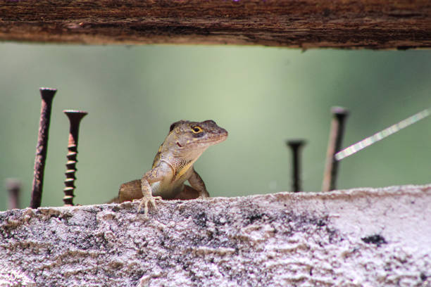 Florida Brown Anole Lizard Upclose