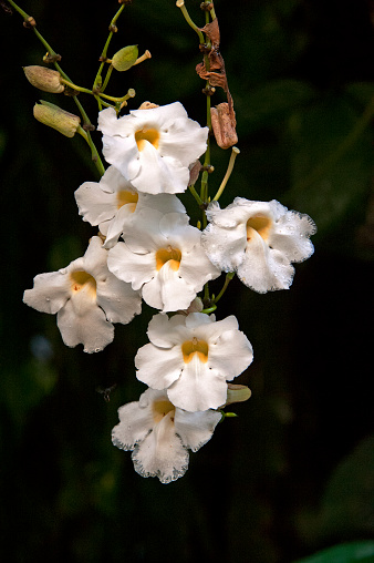 Shimmering vibrant colours and diversity of species such as these orchids in bloom marks Costa Rica as one of the principal Central America countries with a coastal territory and tropical rainforest that hosts migration from north America and south America to give it unparalleled numbers and variation of birdlife