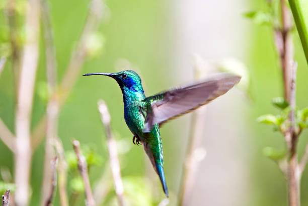 istock Mountain Violetear Hummingbird, Torrialba, Costa Rica 1457451148