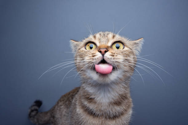istock silly cat making funny face with tongue out 1457451611