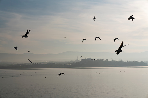 Scenic View of Seagulls Flying Above Sea Against Sky During Sunset