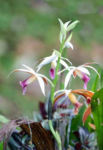 Shimmering vibrant colours and diversity of species marks Costa Rica as one of the principal Central America countries with a coastal territory and tropical rainforest that hosts migration from north America and south America to give it unparalleled numbers and variation of birdlife