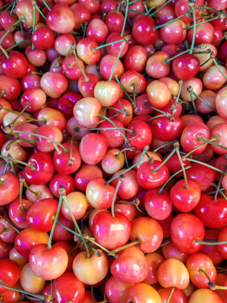 istock Sweet pink cherry. Fruit background. Macro fresh organic berries with stalks. Fruit background. Close-up. Selective focus. 1457452629