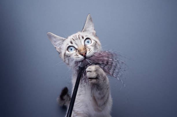 istock cute kitten playing with feather toy looking at camera funny 1457452849