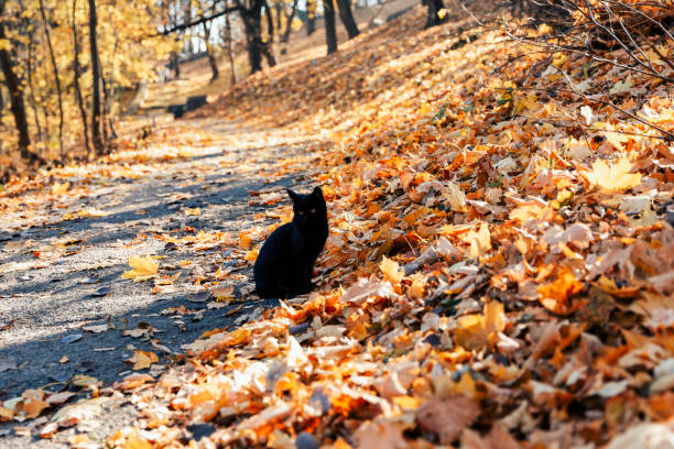 istock a black cat sits in an autumn park 1457452900