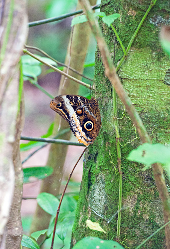 Shimmering vibrant colours and diversity of species such as this distinctive Owl Butterfly marks Costa Rica as one of the principal Central America countries with a coastal territory and tropical rainforest that hosts migration from north America and south America to give it unparalleled numbers and variation of birdlife
