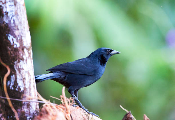 Shimmering vibrant colours and diversity of species marks Costa Rica as one of the principal Central America countries with a coastal territory and tropical rainforest that hosts migration from north America and south America to give it unparalleled numbers and variation of birdlife
