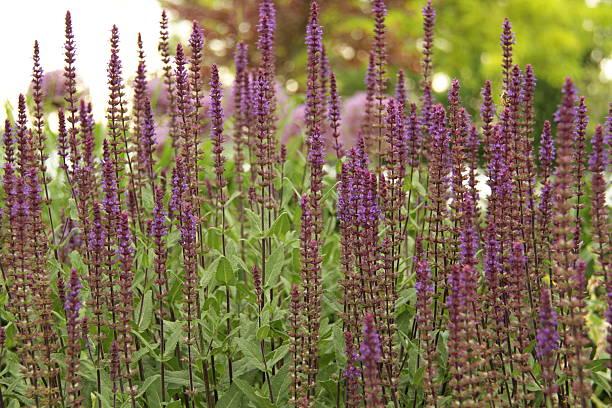 istock purple salvia flower 145745323