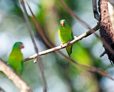 Shimmering vibrant colours and diversity of species such as the Orange-chinned Parakeet, marks Costa Rica as one of the principal Central America countries with a coastal territory and tropical rainforest that hosts migration from north America and south America to give it unparalleled numbers and variation of birdlife